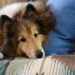 Собака лежит на диване около синей подушки